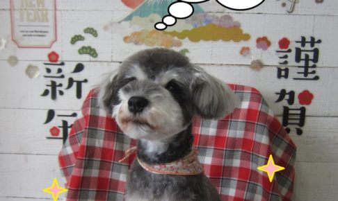謹賀新年Mシュナ