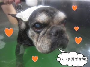スパ中フレンチブルドッグ