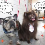 仲良しミックスフレブル