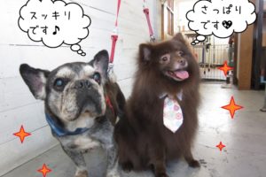 仲良しミックスフレブル