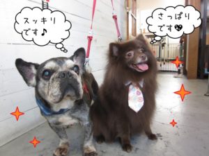 仲良しミックスフレブル