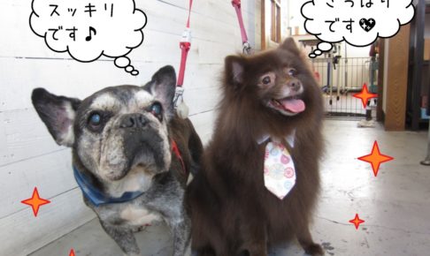 仲良しミックスフレブル