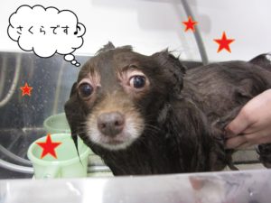 シャンプー中ミックス