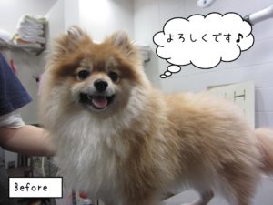 カット前ポメラニアン