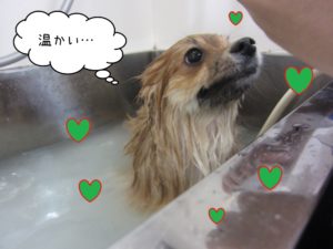 スパ中ポメラニアン