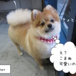 きょとんポメラニアン