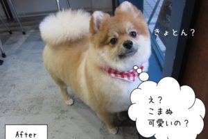 きょとんポメラニアン