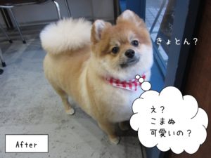 きょとんポメラニアン