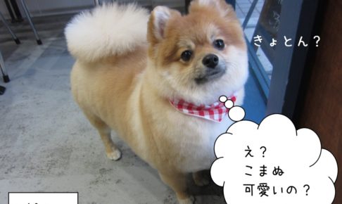 きょとんポメラニアン