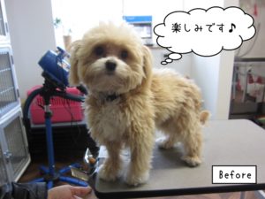 カット前ミックス