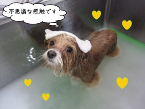 スパ中ミックス