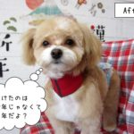 カット後ミックス