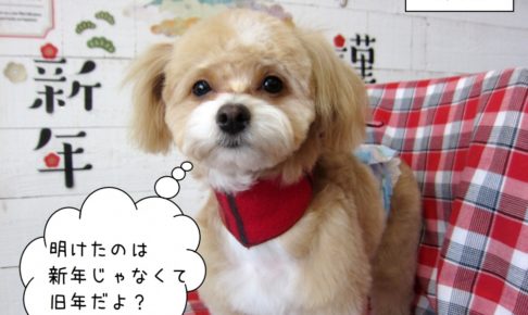 カット後ミックス