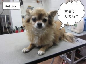 カット前チワワ