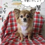 おすましチワワ