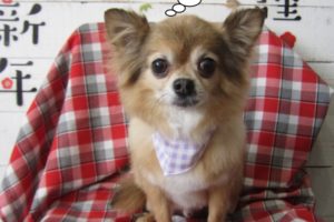 おすましチワワ