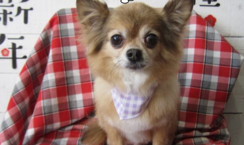 おすましチワワ