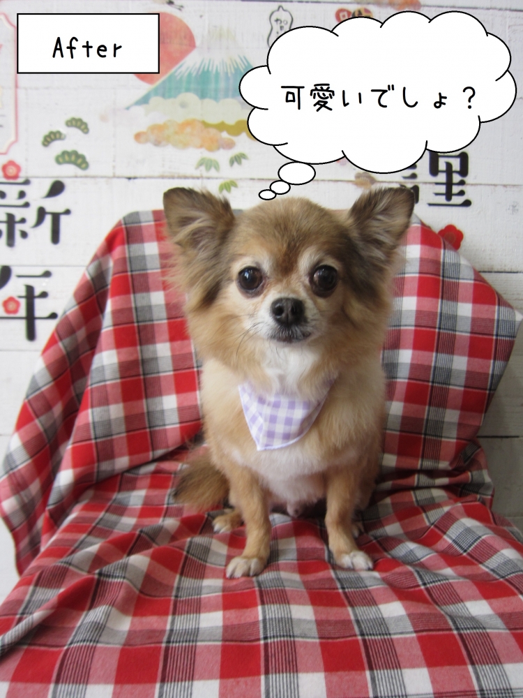 おすましチワワ