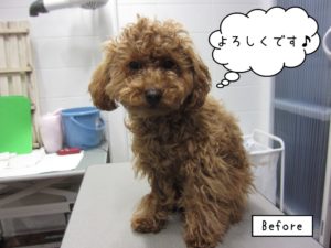 カット後トイプードル