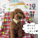 おすましトイプードル