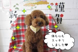 おすましトイプードル
