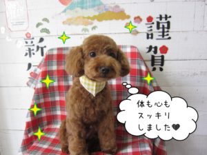 おすましトイプードル