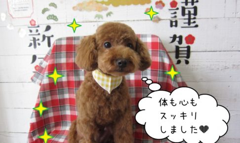 おすましトイプードル