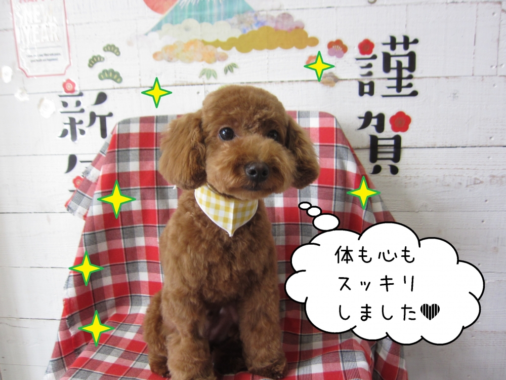 おすましトイプードル