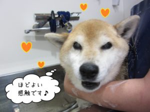シャンプー中柴犬