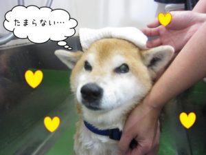 スパ中柴犬