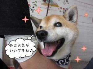 笑顔柴犬