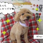 笑顔トイプードル