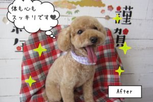 笑顔トイプードル