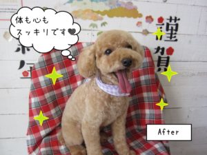 笑顔トイプードル