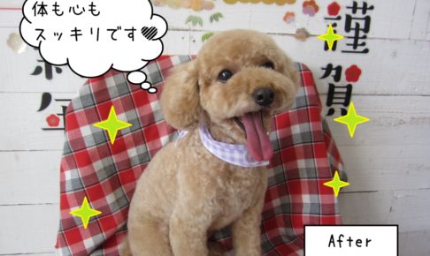 笑顔トイプードル