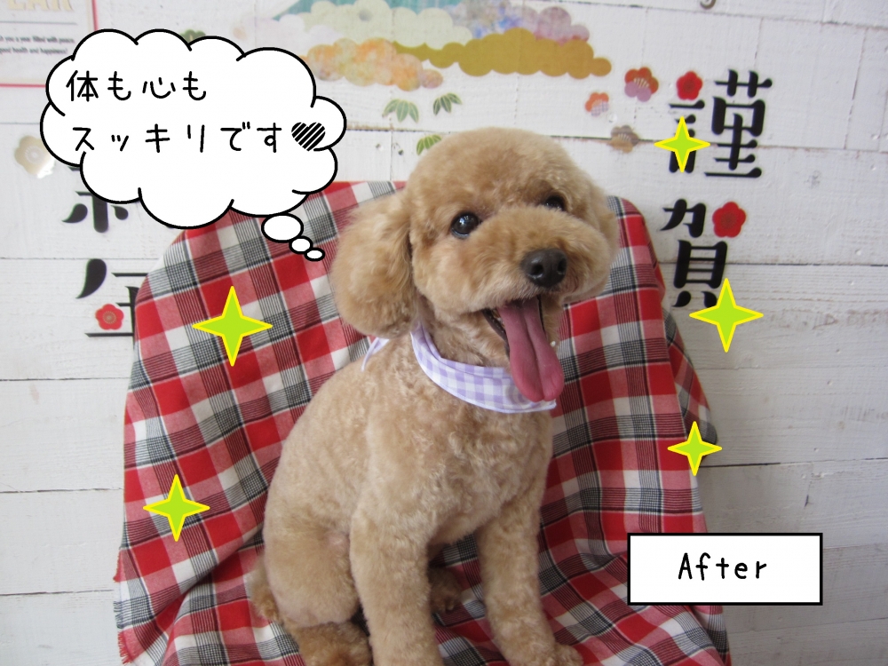 笑顔トイプードル