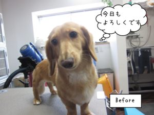 カット前ミニチュアダックス