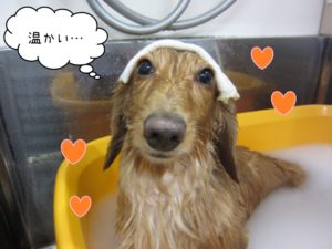 スパ中ミニチュアダックス