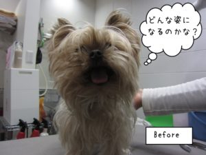 カット前ヨーキー
