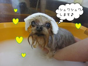 スパ中ヨーキー