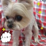 おすましヨーキー