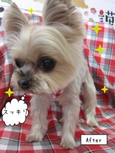 おすましヨーキー