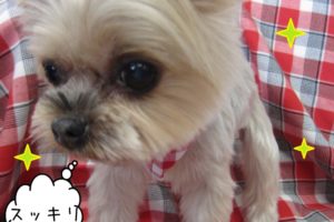 おすましヨーキー