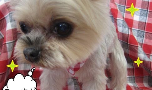 おすましヨーキー