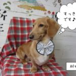 えっへんミニチュアダックス