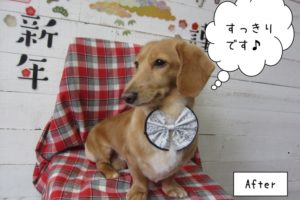 えっへんミニチュアダックス