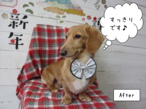 えっへんミニチュアダックス