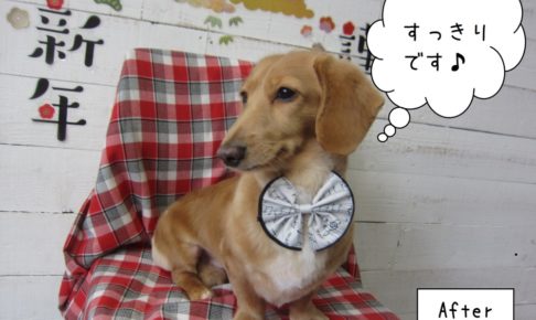 えっへんミニチュアダックス