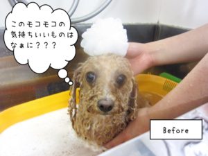 スパ中トイプードル