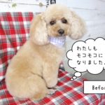 カット後トイプードル